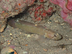 Chromogobius zebratus