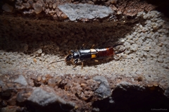 Marava arachidis