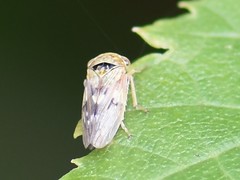 Rhytidodus decimusquartus