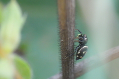 Heliophanus apiatus