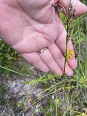 Solidago virgata