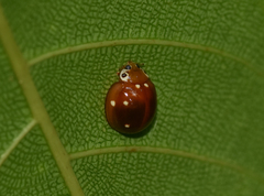 Cirocolla conspicillata