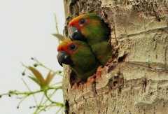 Aratinga auricapillus
