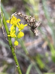 Solidago virgata