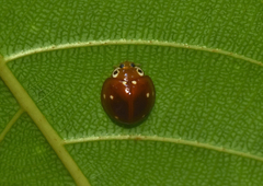 Cirocolla conspicillata