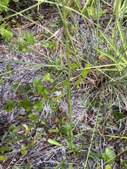 Solidago virgata