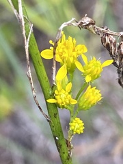 Solidago virgata
