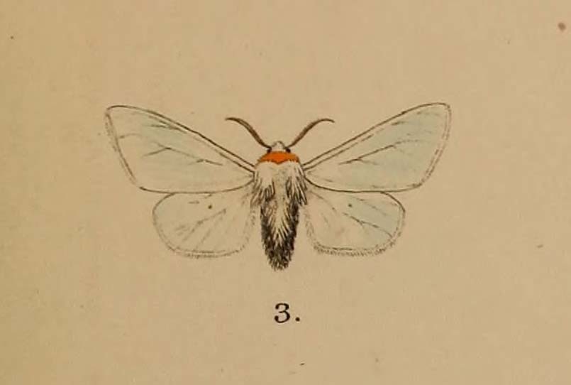 Lemyra nigrifrons