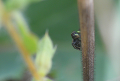 Heliophanus apiatus