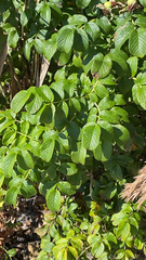 Rosa rugosa
