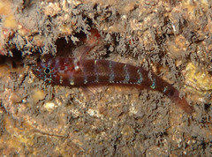 Gammogobius steinitzi
