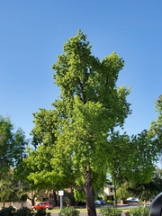 Fraxinus