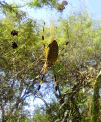 Trichonephila clavipes