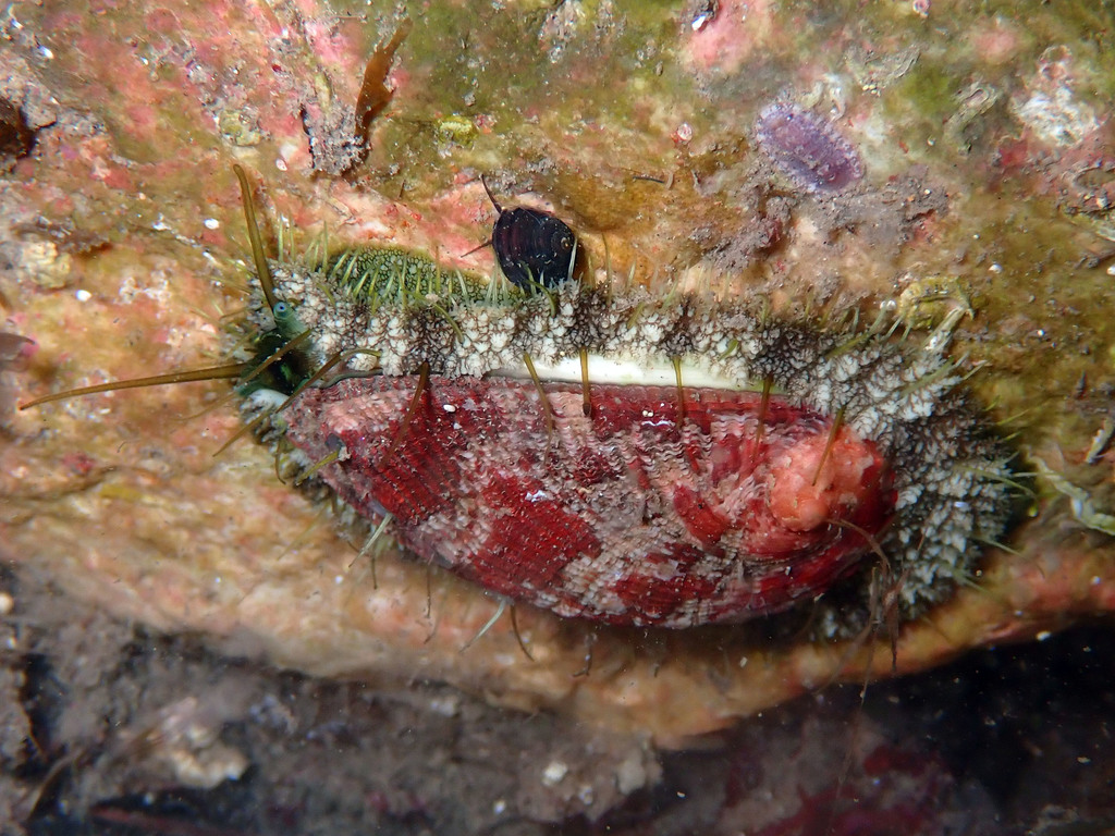 Green Ormer, photo 1 of 9