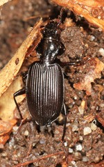 Platynus decentis