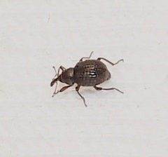 Cyrtobagous salviniae