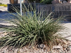 Hesperaloe parviflora