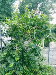 Ligustrum