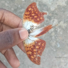 Charaxes varanes vologeses