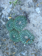 Mammillaria roseoalba