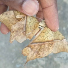 Charaxes varanes vologeses