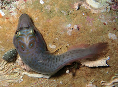 Lepadogaster lepadogaster