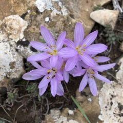 Colchicum cupanii