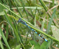 Coenagrion ornatum