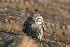 Athene noctua indigena
