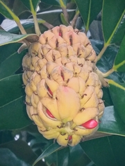 Magnolia grandiflora