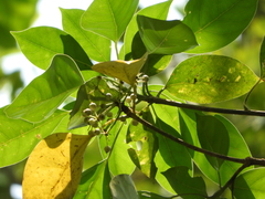 Dendropanax arboreus