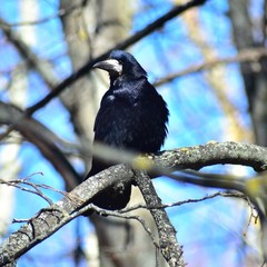 Corvus frugilegus
