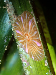 Paractinia striata