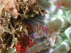 Periclimenes aegylios