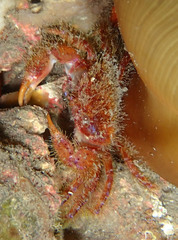 Pilumnus spinifer