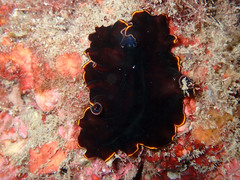 Pseudobiceros splendidus