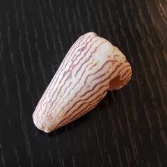 Conus princeps