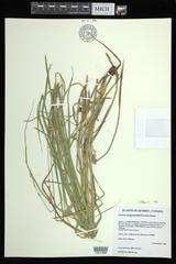 Carex argyrantha