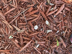 Leucocoprinus brebissonii