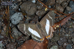 Siseme alectryo spectanda