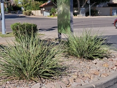 Hesperaloe parviflora