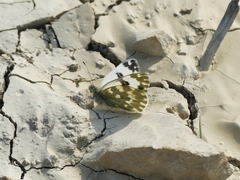 Pontia daplidice daplidice