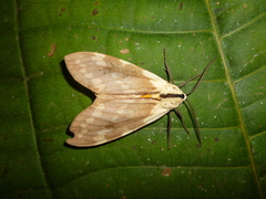 Romualdia elongata
