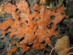 Spirastrella cunctatrix