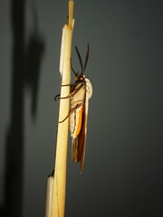 Romualdia elongata