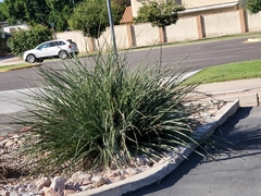 Hesperaloe parviflora