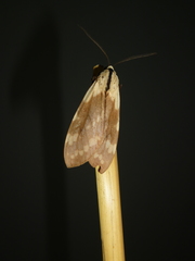 Romualdia elongata