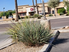 Hesperaloe parviflora