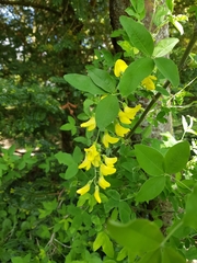 Laburnum