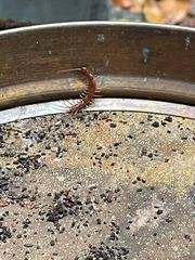 Lithobius forficatus